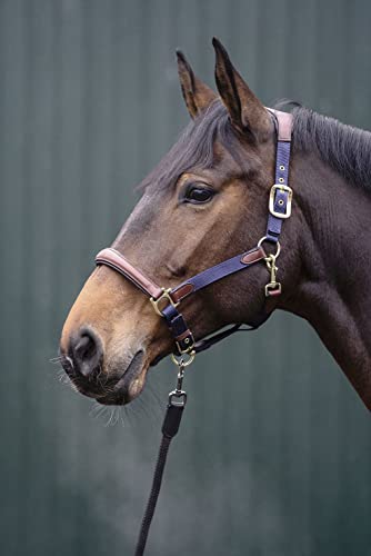hkm-luna-lederhalfter-braun-warmblut image 2