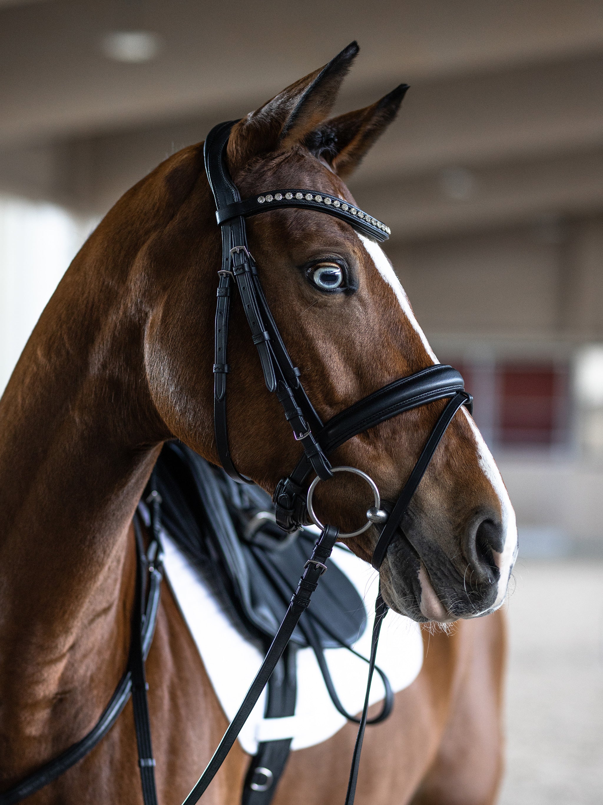 kieffer-essentials-xia-trense-englisch-kombiniert-kristall image 2