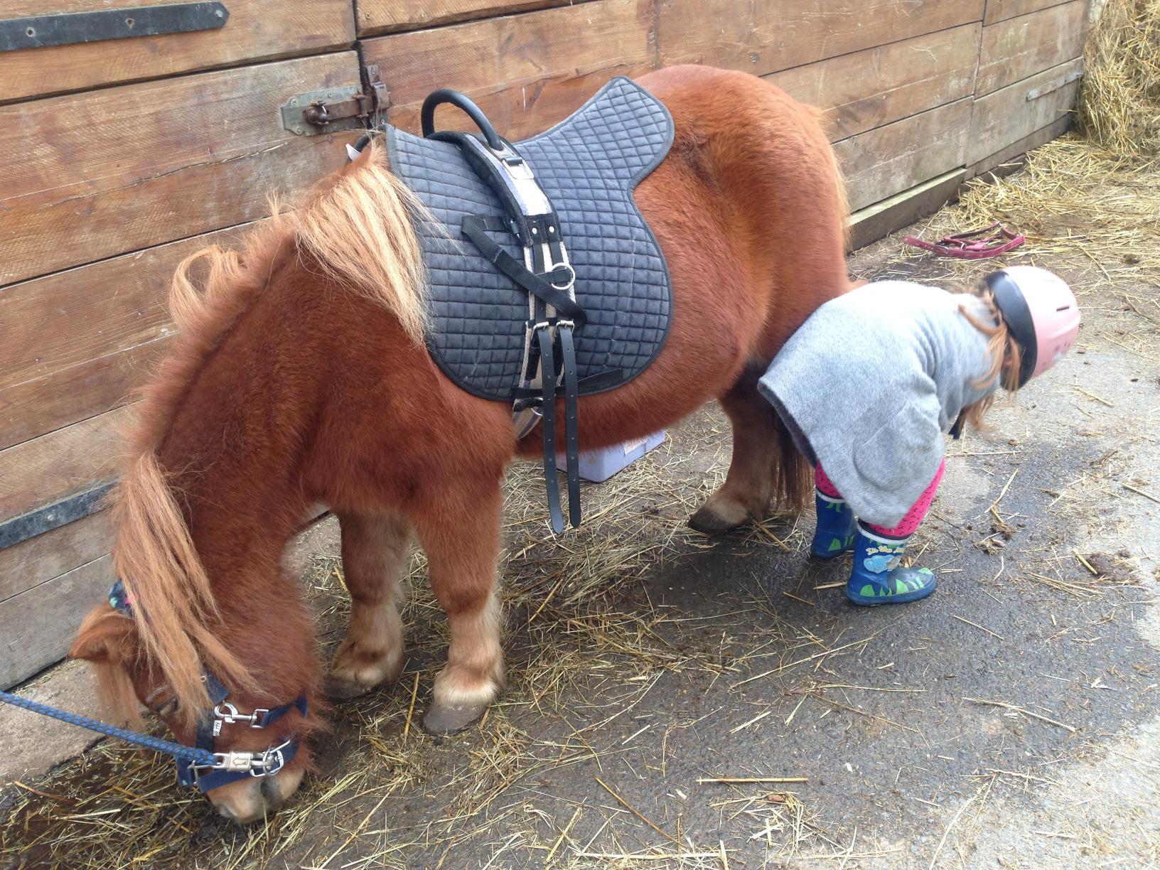 Passt Ponys gut
