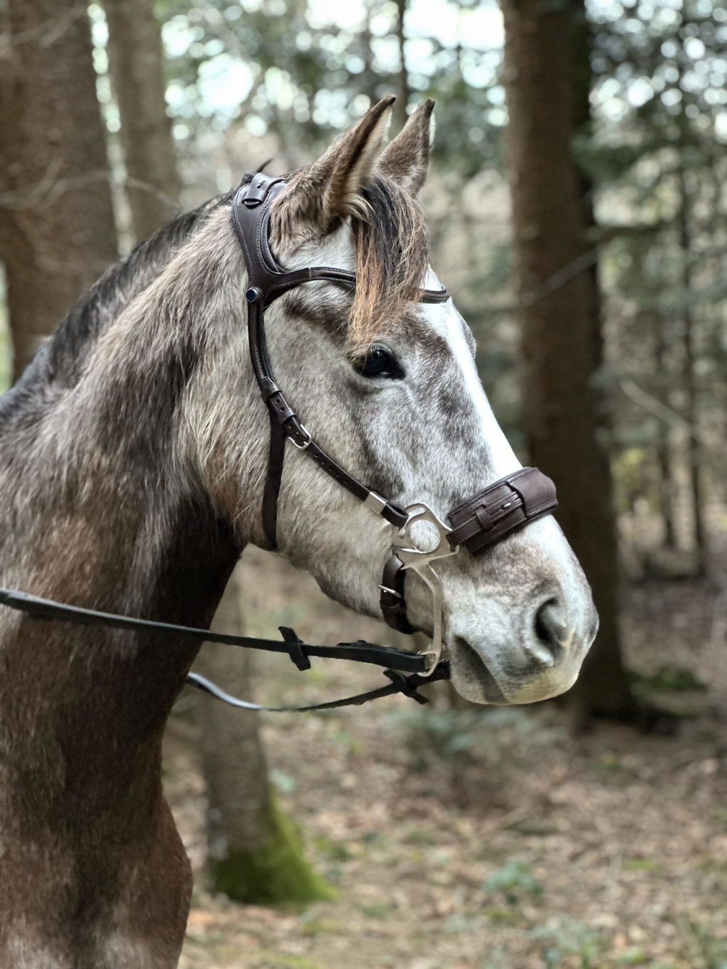Pferd läuft zufriedener