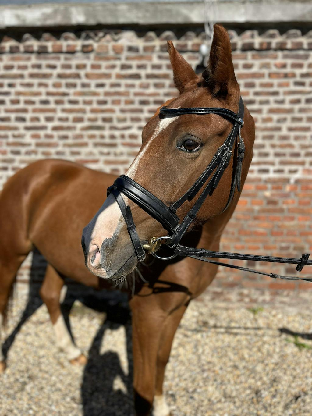 Mein Pferd nimmt es super an