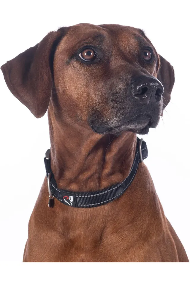 hkm-nylon-hund-halsband-13728-schwarz image 1