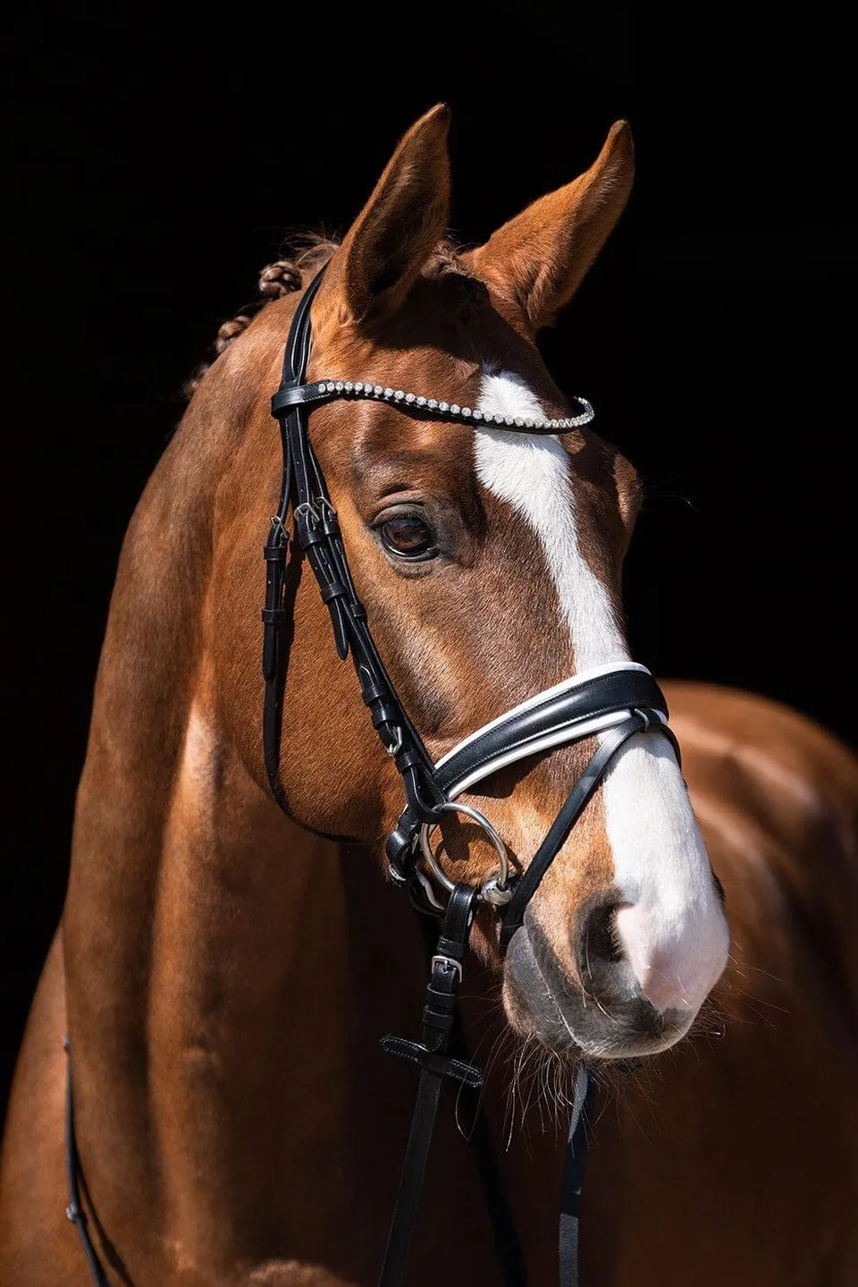 hkm-flora-trense-schwarz-warmblut-mit-strass-stirnband image 1