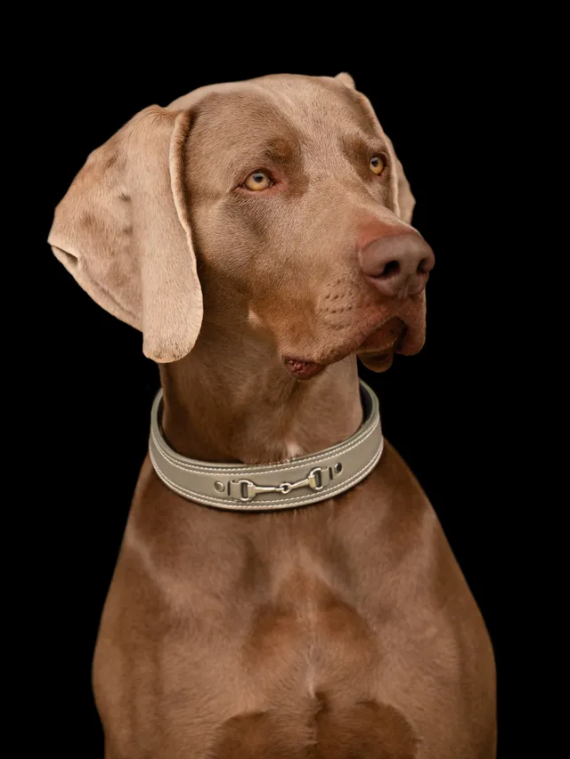 kieffer-ultrasoft-horsebit-hundehalsband image 1