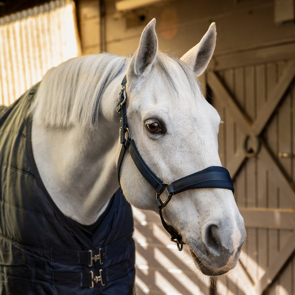 kingsland-equestrian-kllucca-halfter-set-mit-strick-cooling image 4
