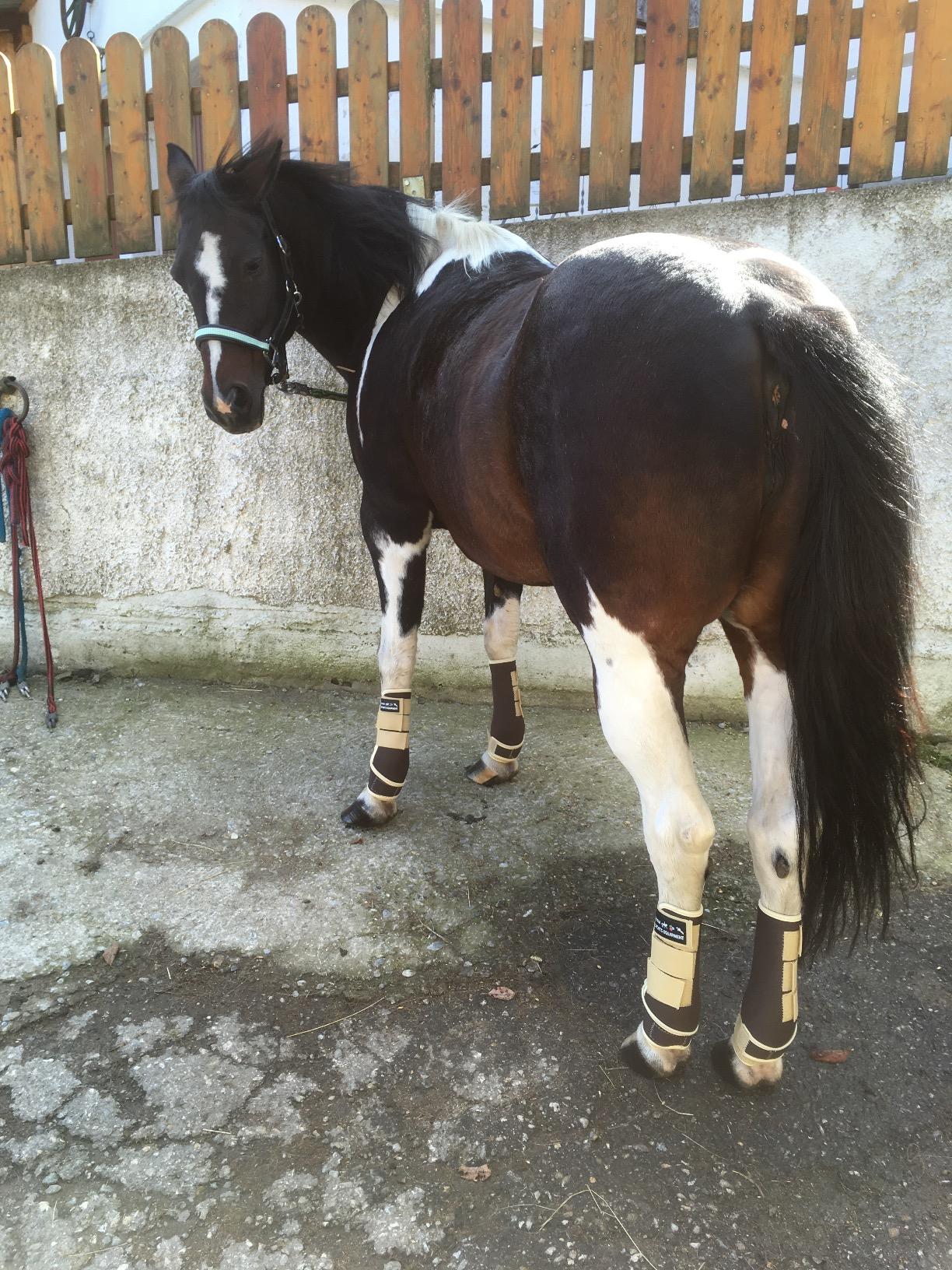 Guter Schutz beim Reiten