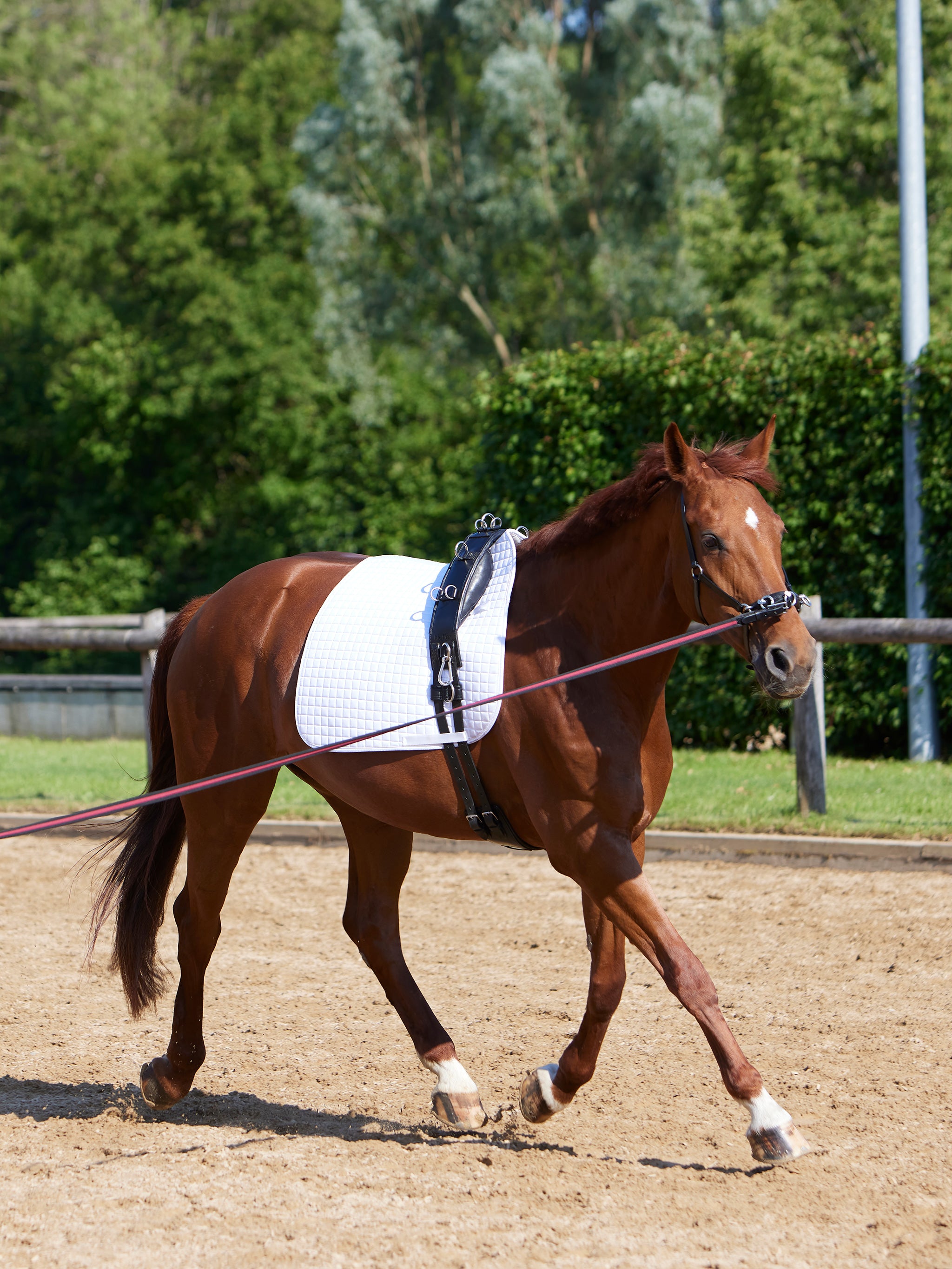 kieffer-longiergurt-equishape-pro-anpassbarer-leder-longiergurt image 7