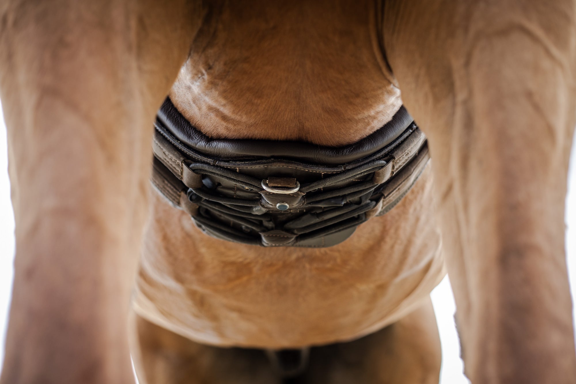st-bben-equi-soft-sattelgurt image 4