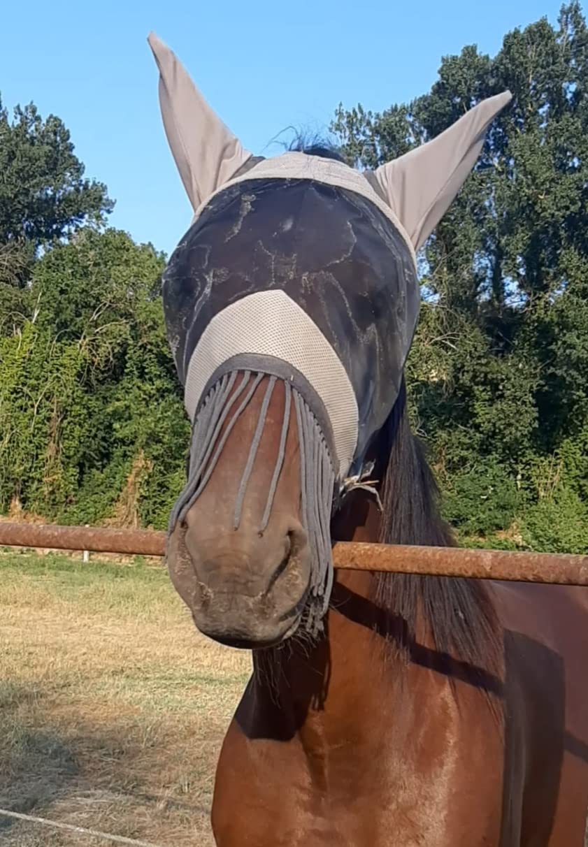 Pferd akzeptiert sie sofort