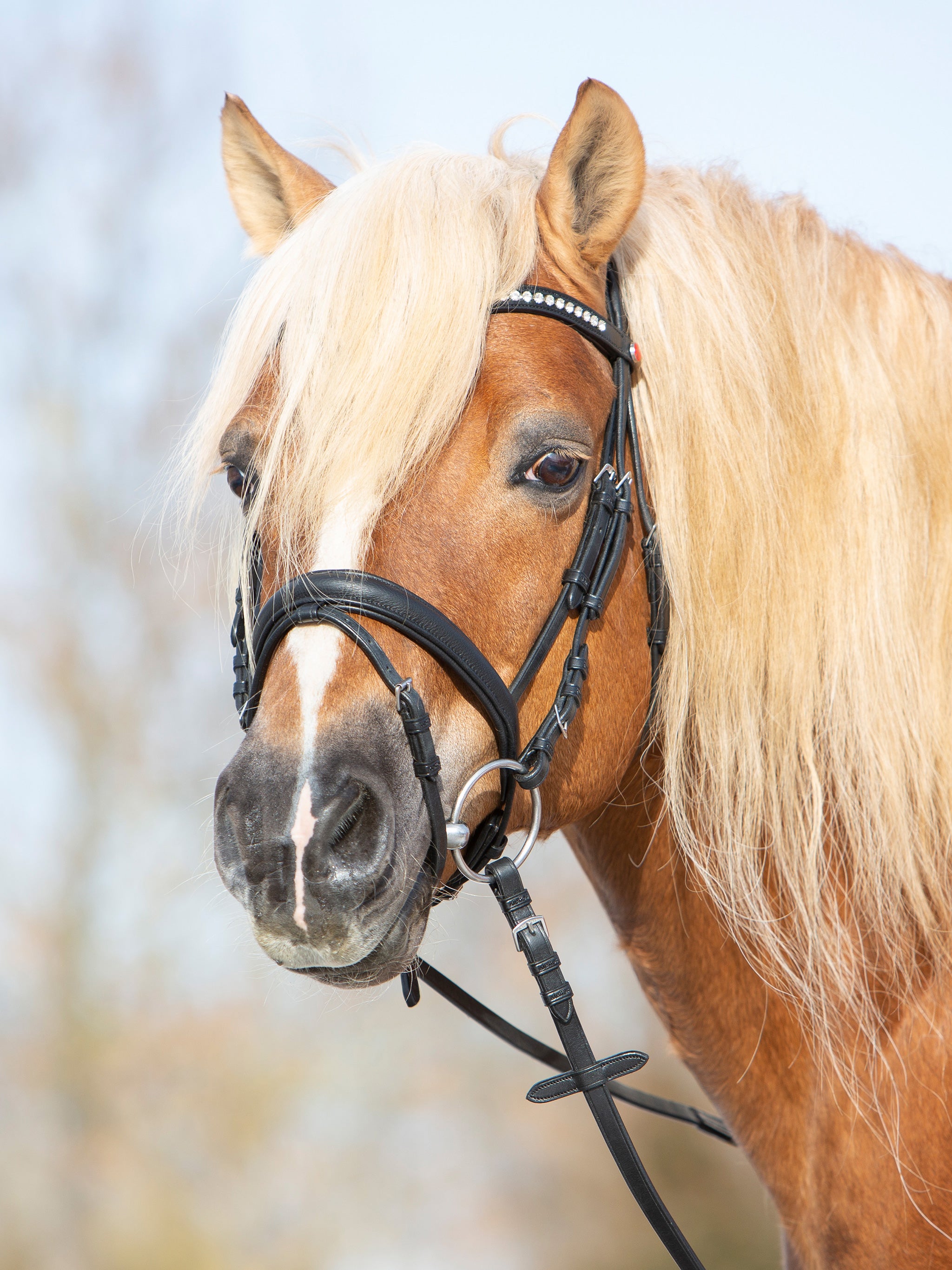 kieffer-ultrasoft-haflinger-trense-mit-kristallstirnband image 3