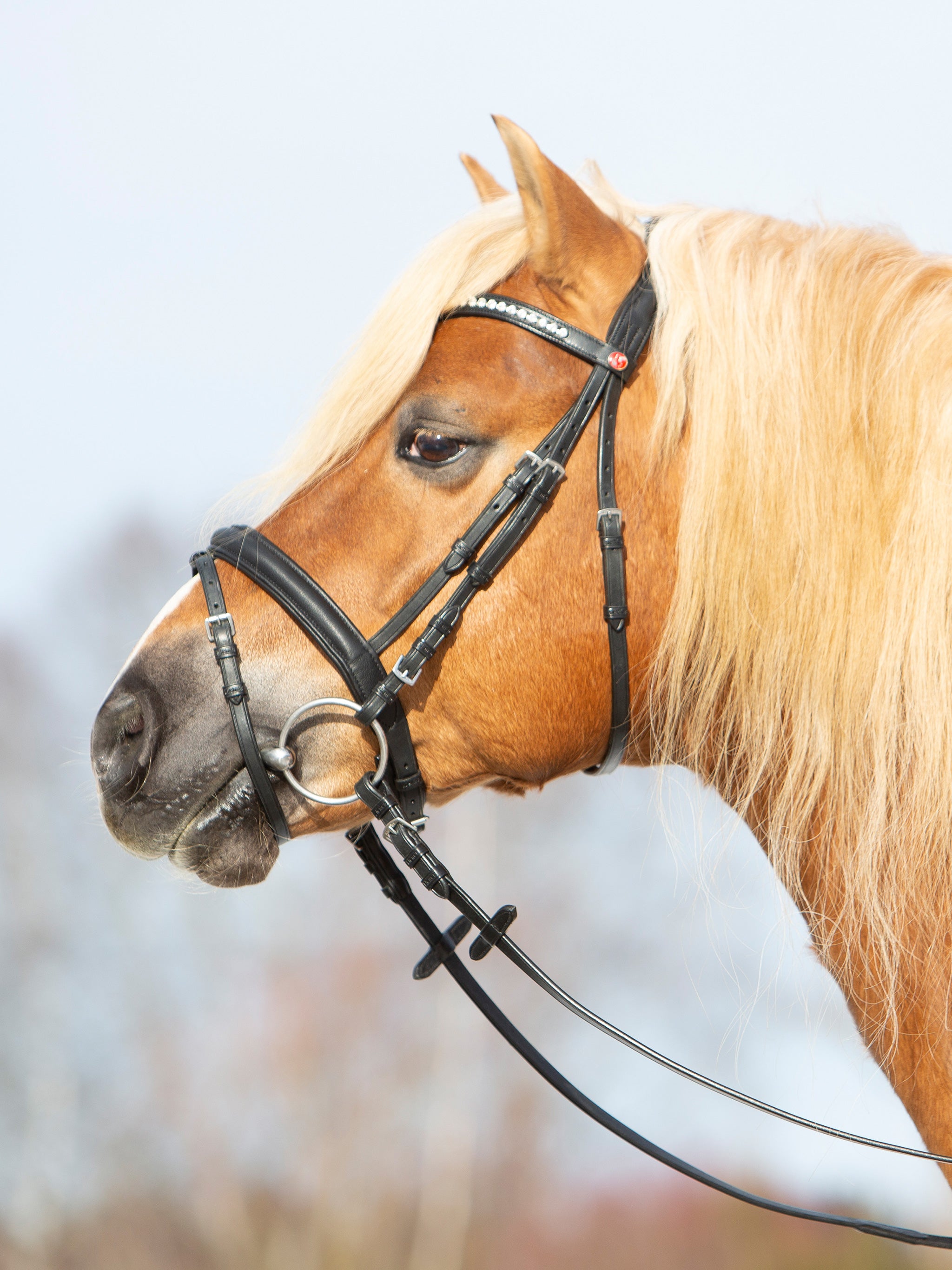 kieffer-ultrasoft-haflinger-trense-mit-kristallstirnband image 2