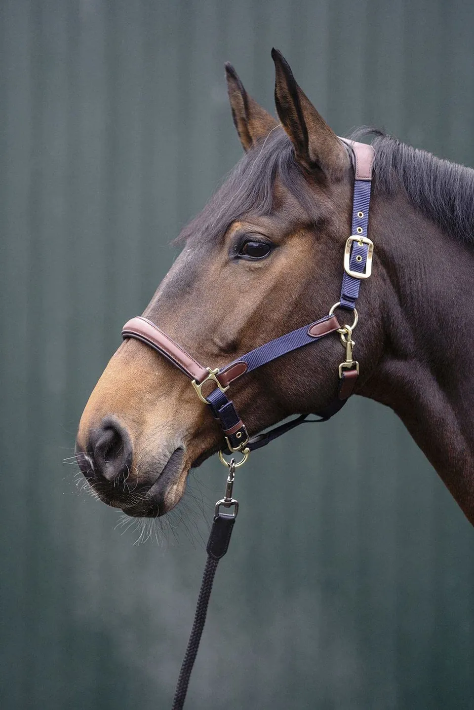 hkm-luna-lederhalfter-braun-warmblut image 1