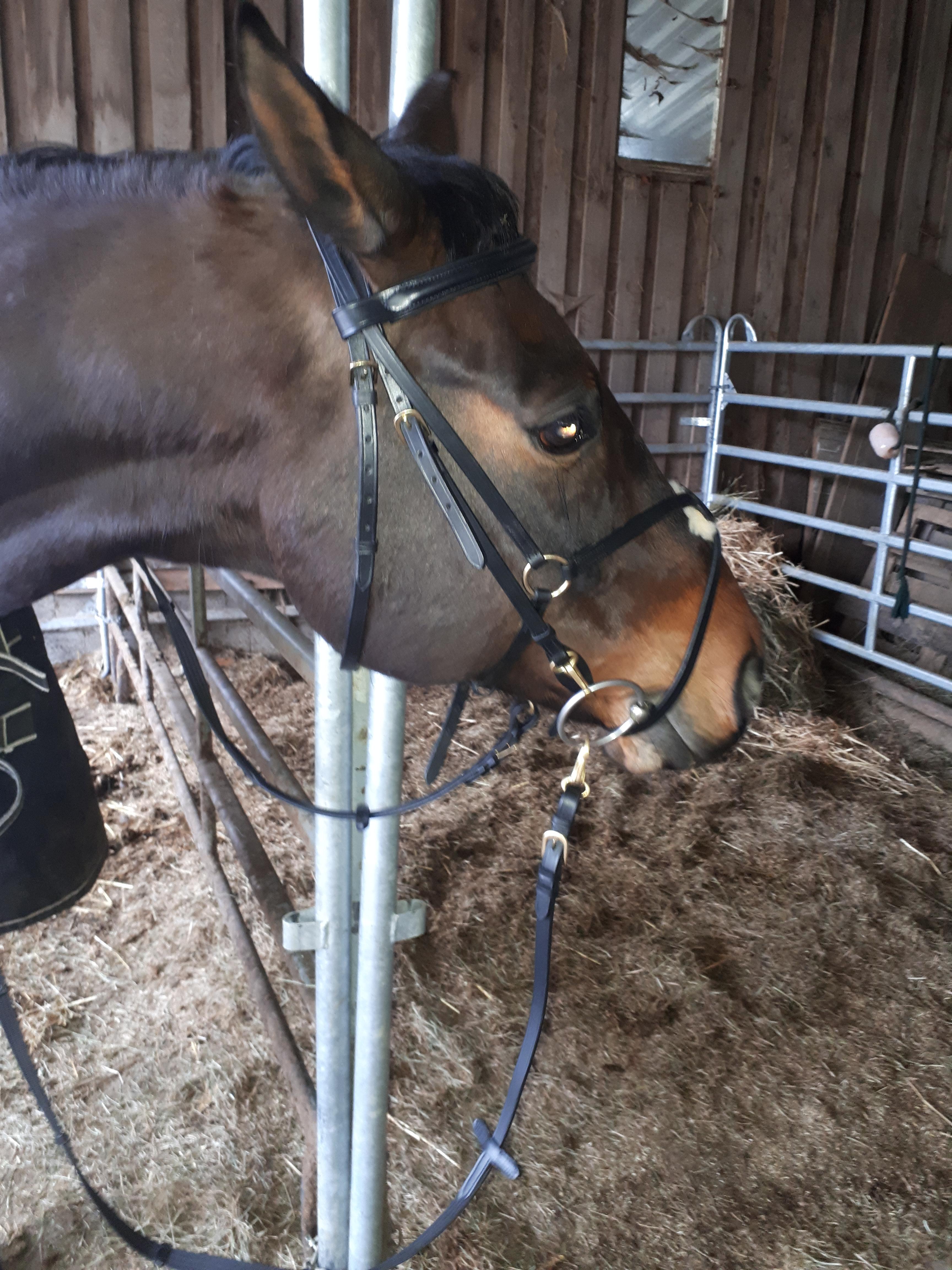 Passt meinem Warmblut gut