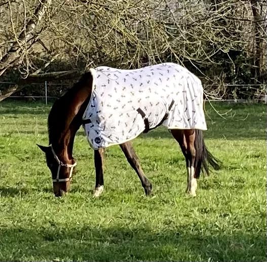 Passt super auf unser Shetty